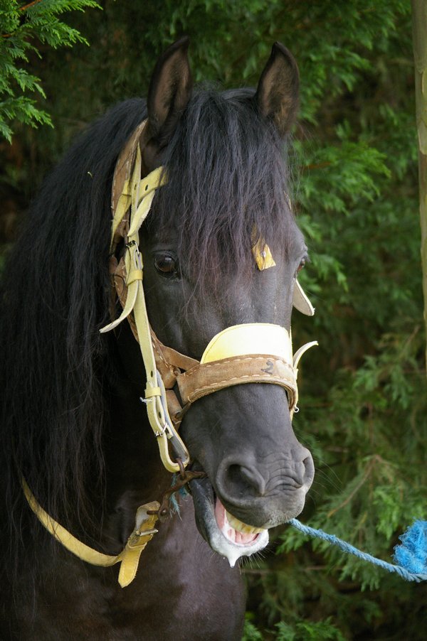 Les chevaux marocains: Les Chevaux Marocains 019